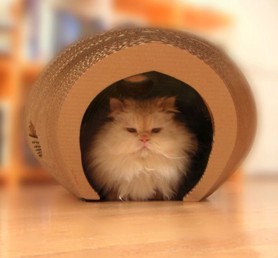 Cocoon playhouse for your kitten