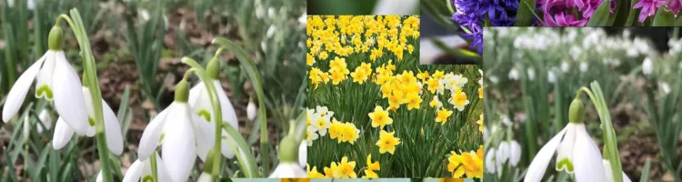 5 flowers that make your garden more beautiful this spring