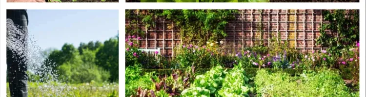 How to Build a Spring Salad Garden That Keeps Fresh Greens Coming