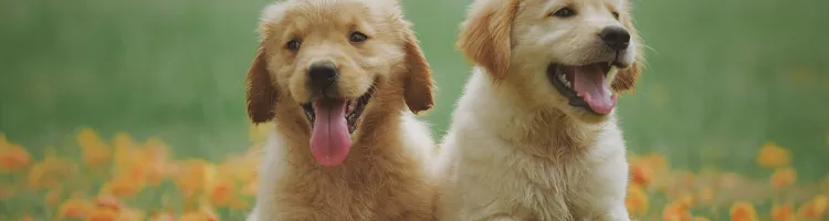 3 Ways To Protect Your Dogs From Insects This Summer