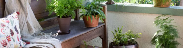 Ferns: everything you need to know about the plant of good luck and prosperity