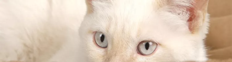 Elizabeth Paige Smith Kittypod