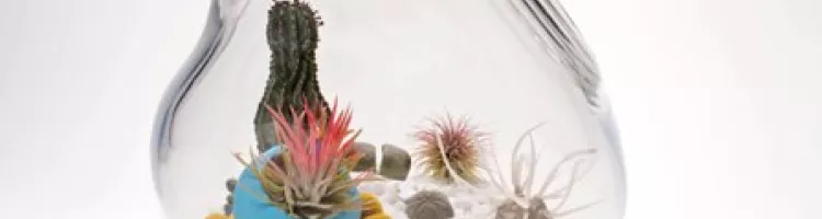 Litill Terrarium Lykt