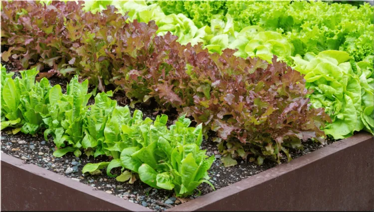 Lettuce garden
