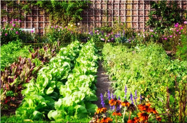 Spring Salad Garden