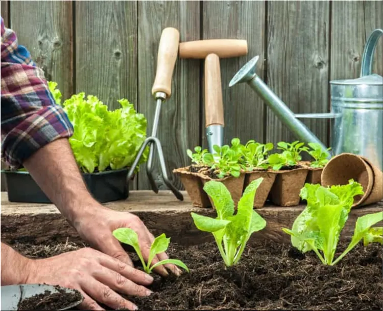 Spring Salad Garden