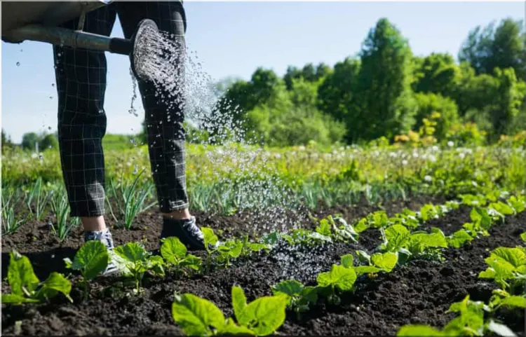 Spring Salad Garden