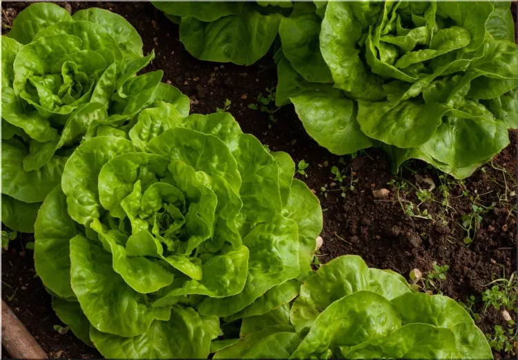 Spring Salad Garden