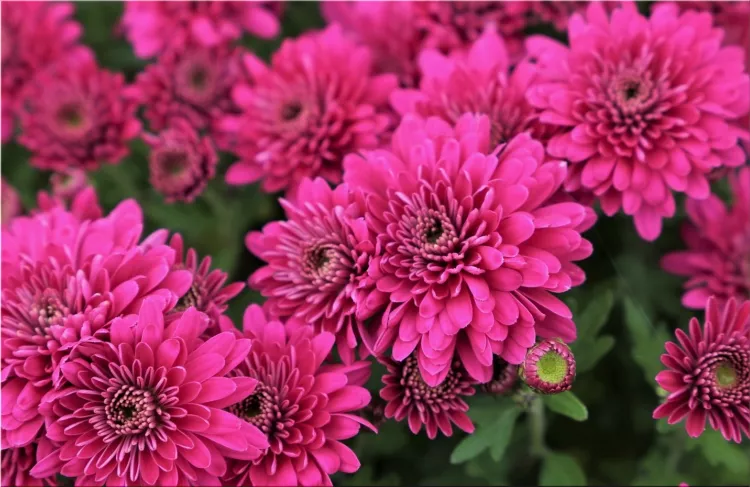 Chrysanthemum