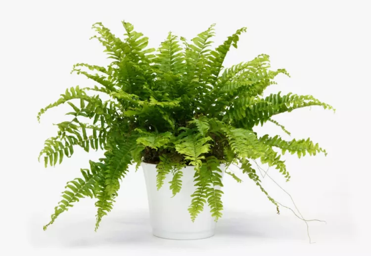 Fern (Nephrolepis exaltata)