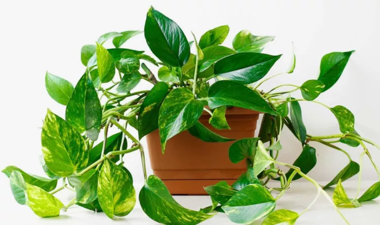 pothos plant