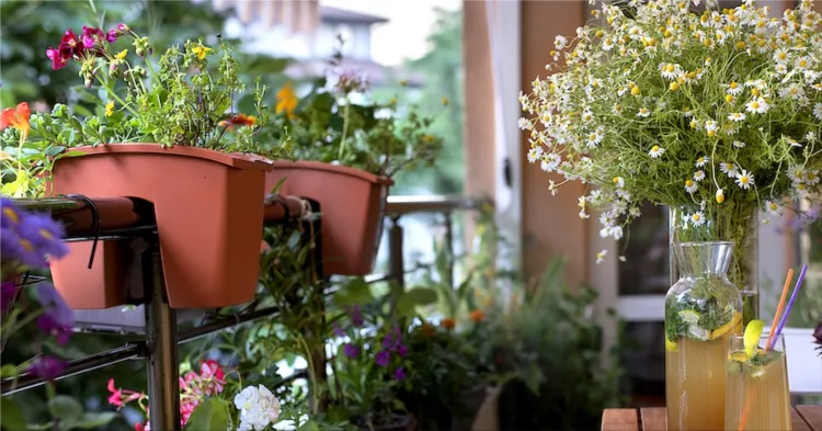 balcony flowers