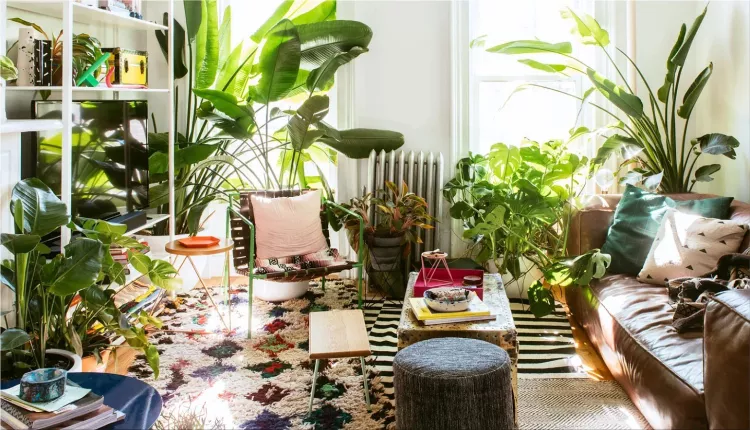 Living room Plants