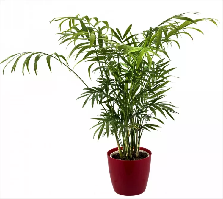 Bamboo Palm Tree (Chamaedorea seifrizii)