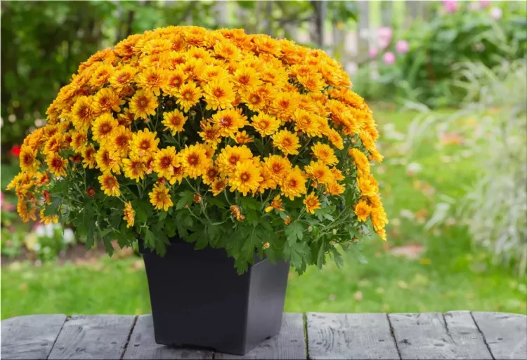 Chrysanthemum