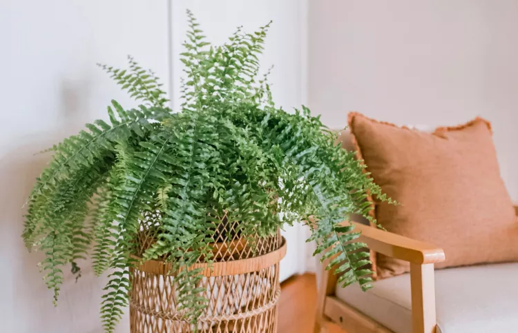 Fern (Nephrolepis exaltata)