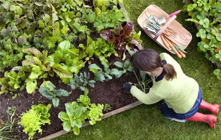 Home gardening