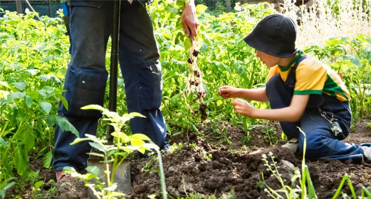 Home gardening