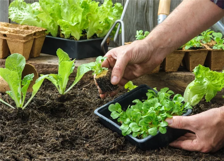 Home gardening