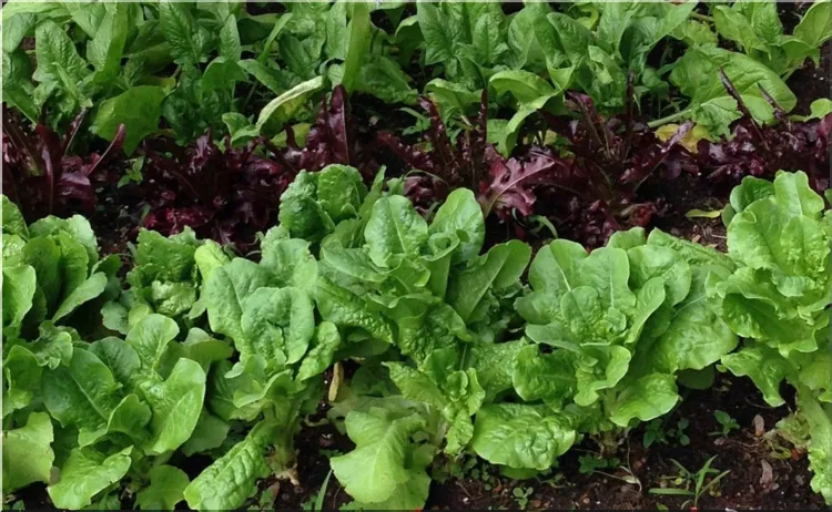 Lettuce garden