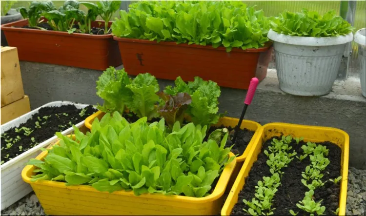 Lettuce garden