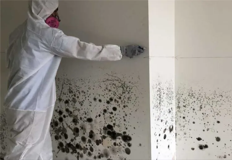 Mold removal