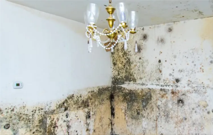 Mold removal