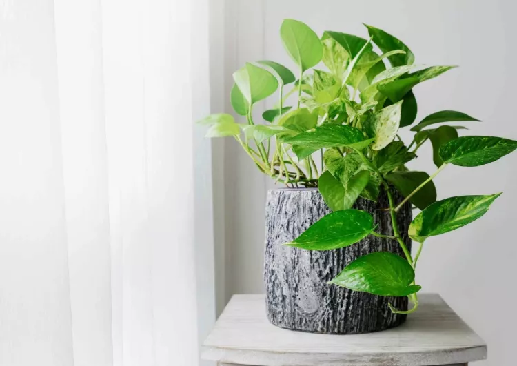 pothos plant