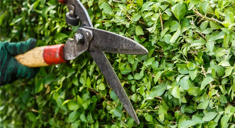 Tree Care