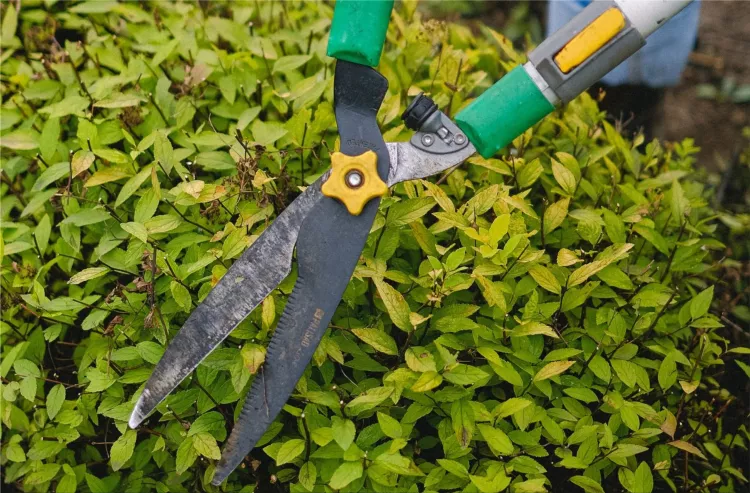 Tree Trimming