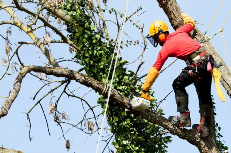 Tree Trimming
