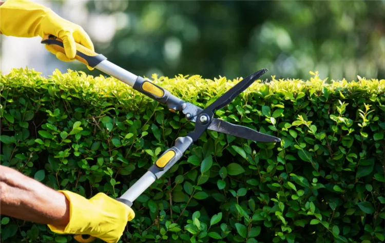 Tree Trimming