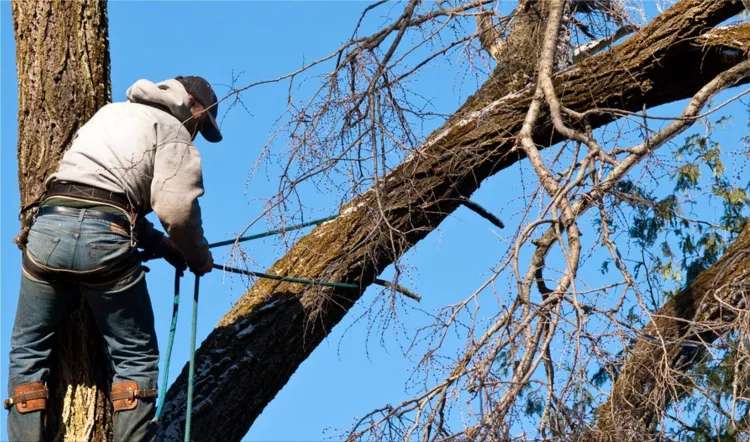 Tree Care