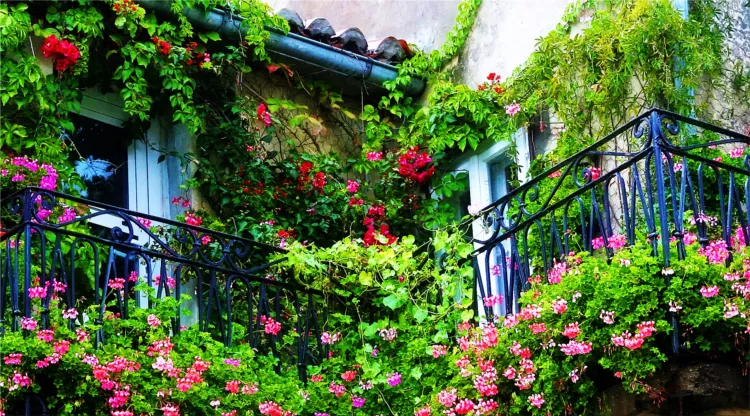 balcony flowers