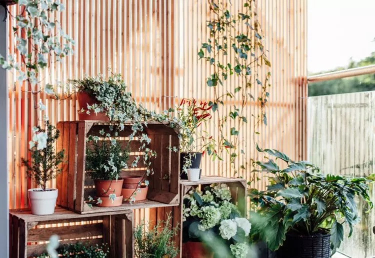 balcony plants