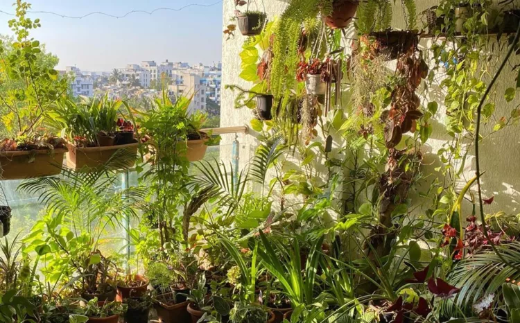 balcony plants