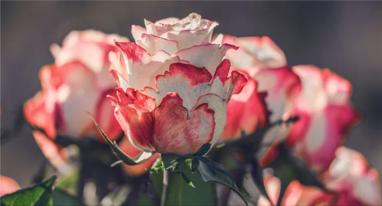 bouquet of flowers