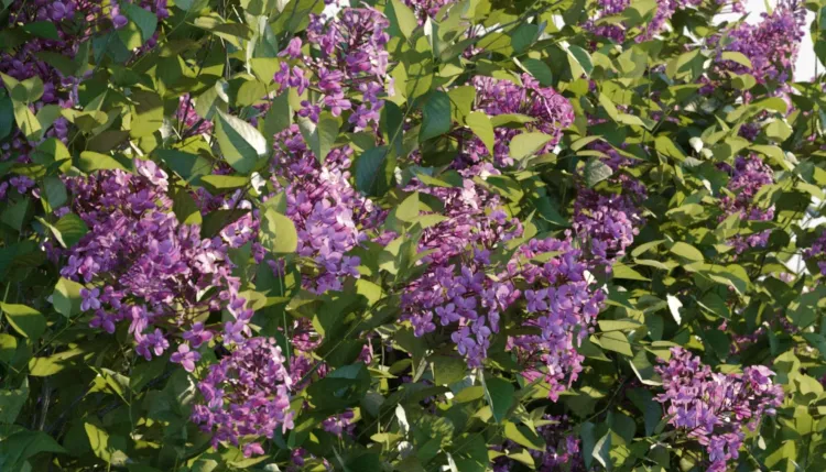 Common lilac