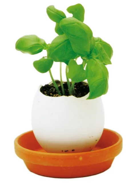Eggling Basil