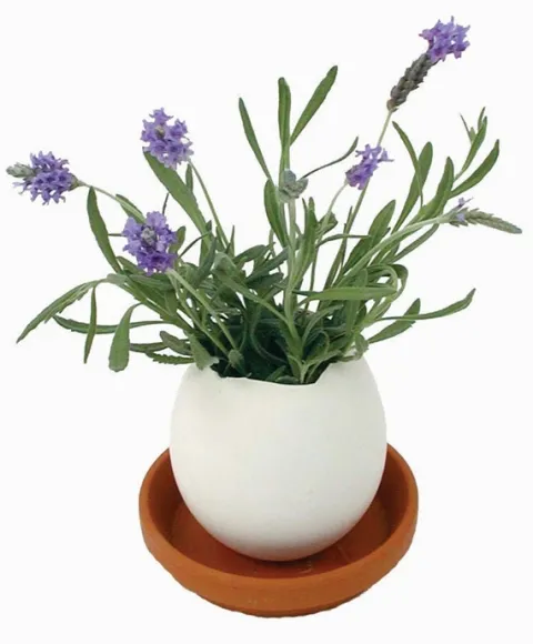 Eggling Lavender