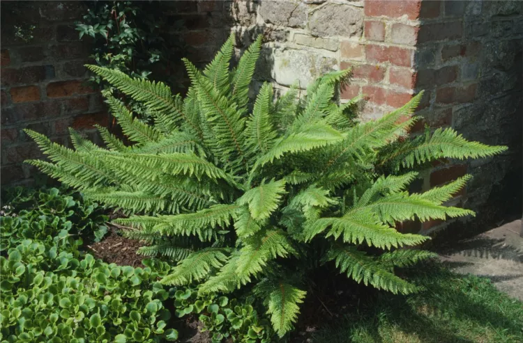 ferns in garden