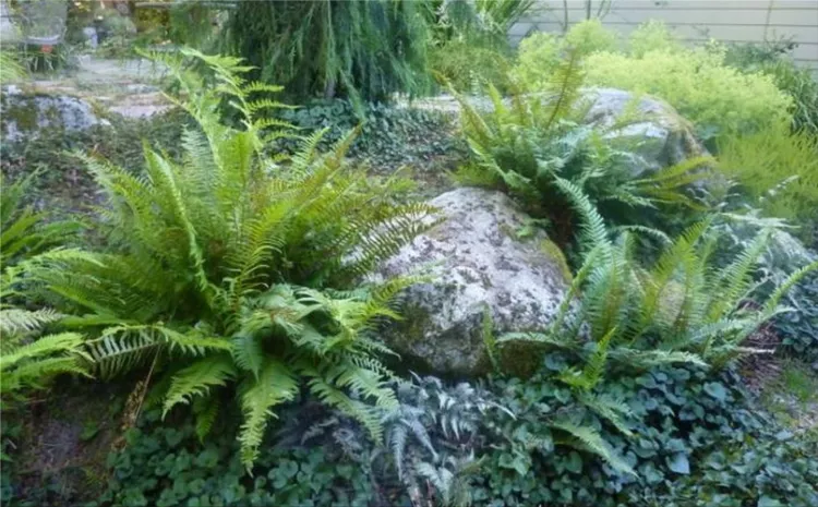 ferns in garden