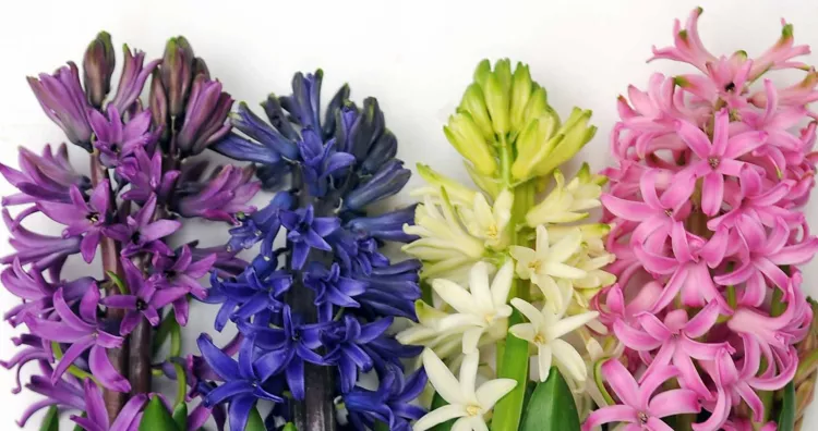 Hyacinths flower