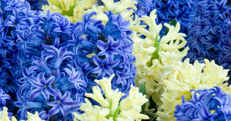 Hyacinths flower