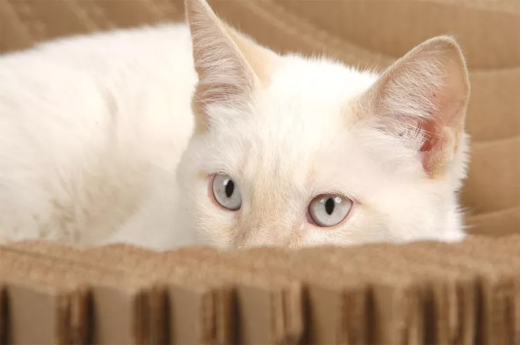 Kitty in the Kittypod