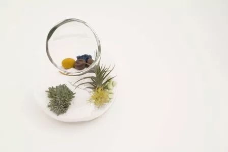 Litill Terrarium Digur