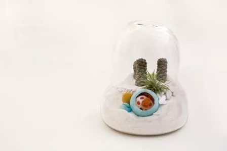 Litill Terrarium Flugum