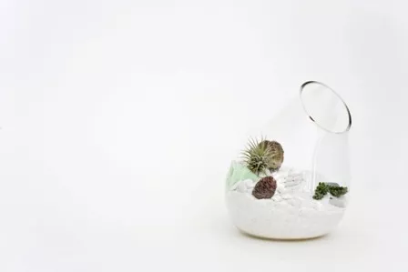 Litill Terrarium Mjog