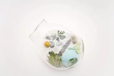 Litill Terrarium Phloam