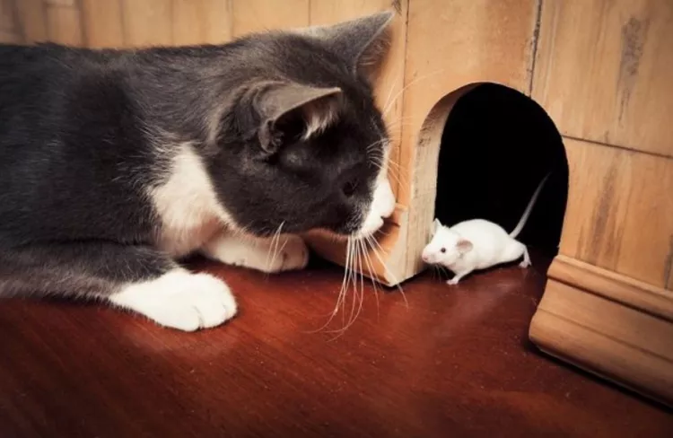 pest control
